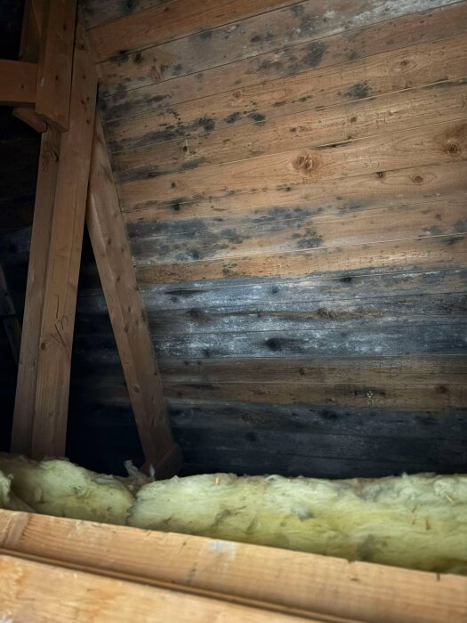 Vind med träpaneler och isolering, några svarta fläckar synliga på träytan, vilket kan indikera tidigare fuktproblem.