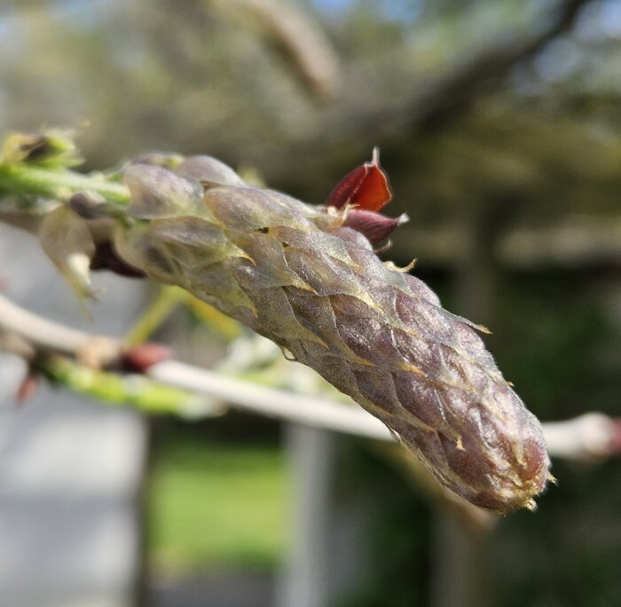 Närbild av en växtknopp på en gren, med fjälliknande struktur och små röda blad som börjar bryta fram.
