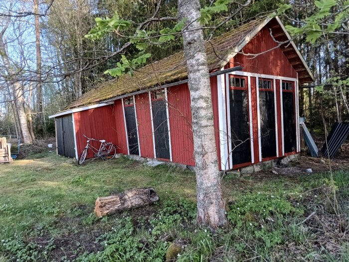 Rött uthus med svart dörr, nytt målat, omgiven av grönska. Cykel lutar mot väggen. Uthus delar vedboar och dass med grannen.