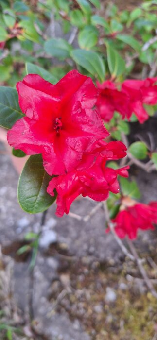Närbild av röd rhododendronblomma med gröna blad i bakgrunden.