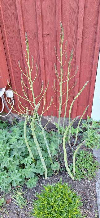 Sparrisplantor som växer i en trädgård, med en röd husvägg i bakgrunden.