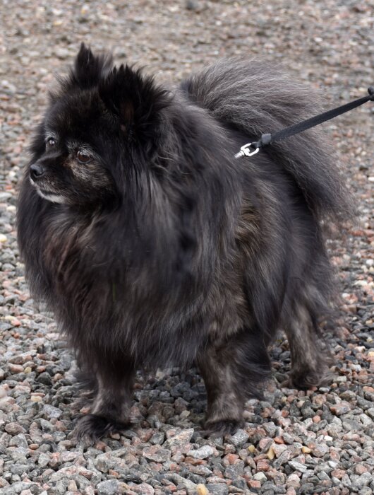 En liten, lurvig svart hund står på grus, kopplad i ett svart koppel, tittar åt sidan.