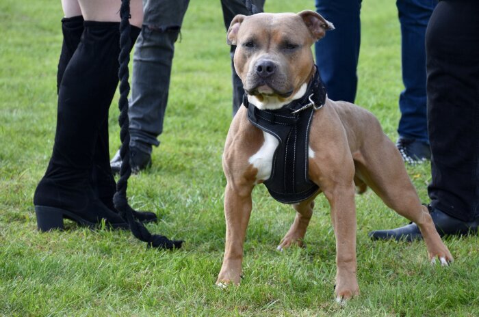 Hund i sele står på gräs, omgiven av personer i svarta kläder.