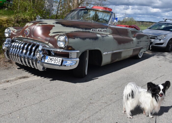 En vit och svart hund står framför en gammal cabriolet med rostig kaross och röd interiör, parkerad vid sidan av vägen.
