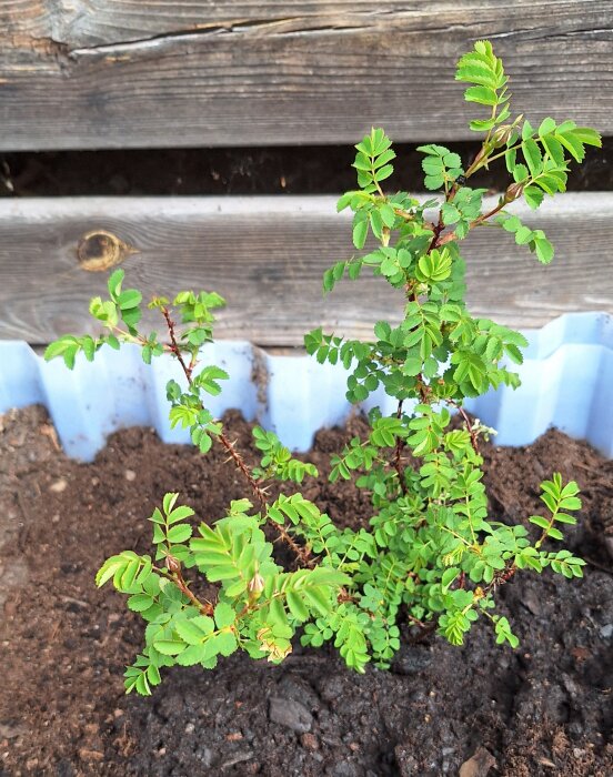 Nyplanterad rosbuske med gröna blad i jord framför en trävägg.