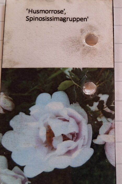 Etikett för 'Husmorrose', Spinosissimagruppen, med bild på en ljusrosa rosblomma.