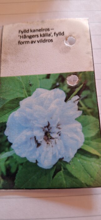 Bild av en etikett för en fylld kanelros, sorten 'Hångers källa', med vit blomma mot gröna blad.
