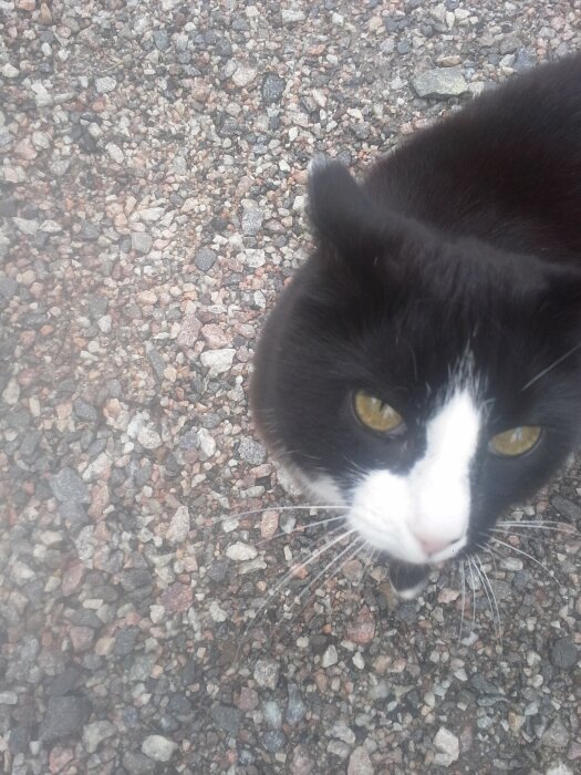 Svartvit katt med gula ögon tittar uppåt, står på en grusväg.