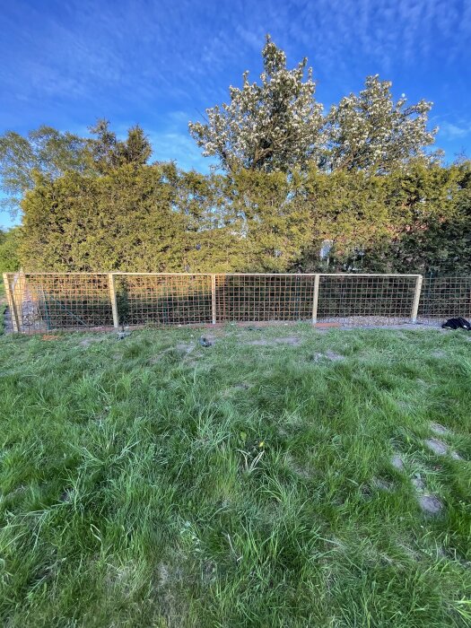 Grönyta med nyuppsatt nätstängsel vid en trädridå under en blå himmel.