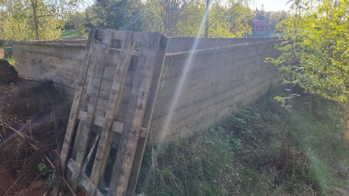 Gammalt svinhus med delvis rasade väggar av betong, omgiven av grönska; träpall står lutad mot väggen.