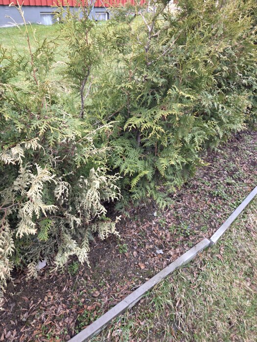 Thuja-buskar varav en med vissnade och torra grenar, planerade längs en kantad rabatt, gräsmatta i bakgrunden.