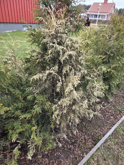 Torka och gulnad thuja i trädgård, omgivna av grönare buskar, med bakgrund av hus och gräsmatta i Västerbotten.