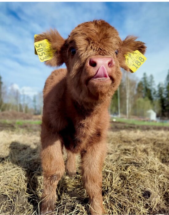 En liten, lurvig kalv med gula öronmärken står på en åker och slickar sig om nosen under en klarblå himmel.