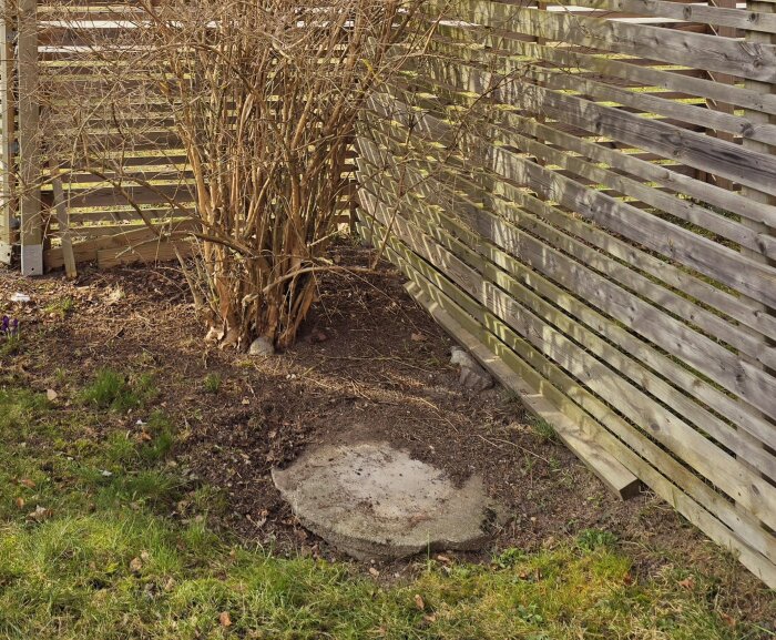 Buske i trädgårdshörn med träplank, vildvuxet gräs och en betongplatta på marken nära staketet.