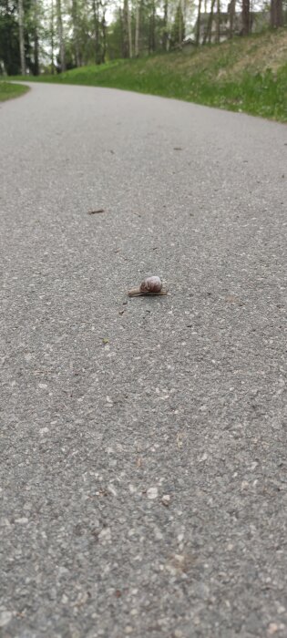 Snigel kryper över asfaltväg med grönskande träd i bakgrunden.