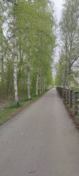 Asfalterad gångväg kantad av björkar med gröna löv på båda sidor, och ett staket på höger sida, under en mulen himmel.