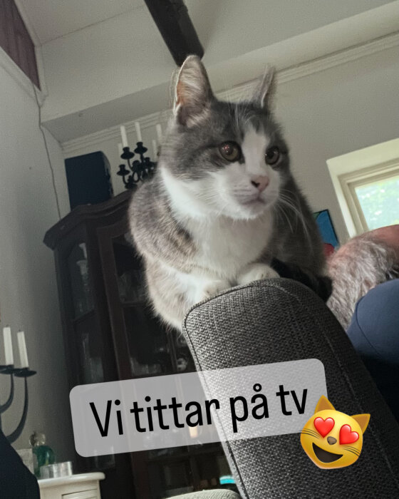 En grå-vit katt sitter på ryggstödet av en soffa inomhus. Texten "Vi tittar på tv" med en kattemoji syns på bilden.