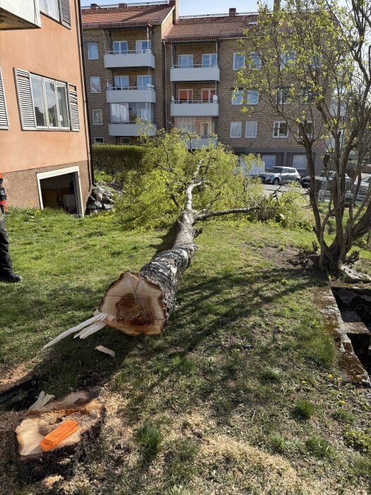 Nedhuggen björk ligger på gräsmatta framför flerbostadshus, stammen kapad nära stubben.