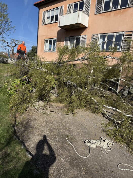 En man i orange jacka står bredvid en fälld björk framför ett hus med balkong. Repen ligger på marken, och en skugga syns i förgrunden.
