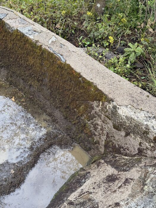 Gammal pool med mossbelagt betongkanter och delvis vattenfylld botten, omgiven av växtlighet i bakgrunden.