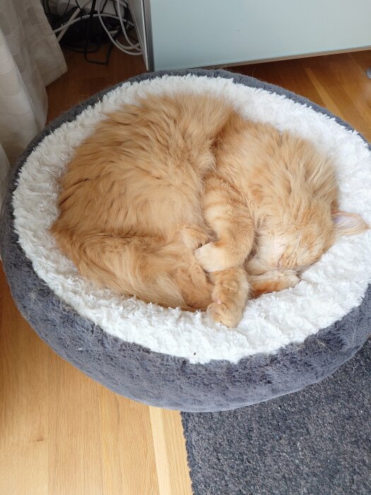 Gammal röd katt sover i en rund, mjuk bädd på ett trägolv, omgiven av sladdar och ett skåp.