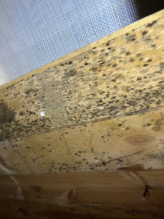 Svarta fläckar på träpanel i vindstak, misstänkt mögel.