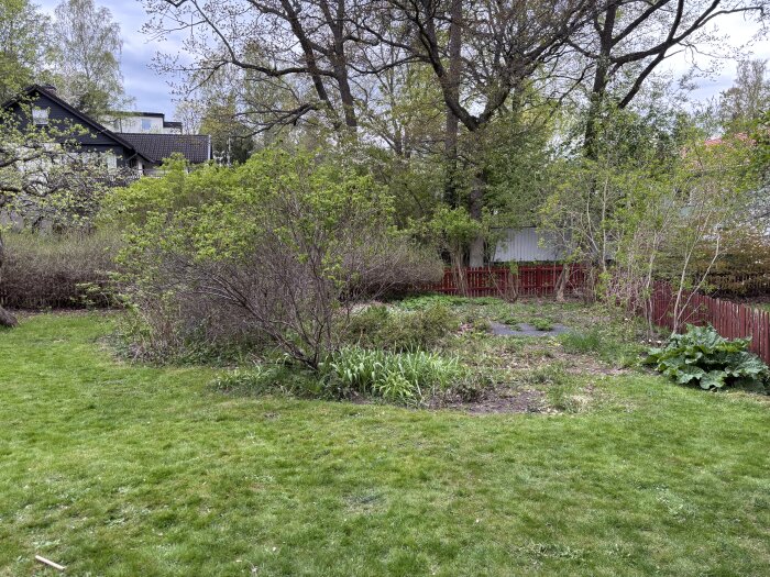 Övervuxet trädgårdsland i en trädgård, omgiven av buskar och ett rött staket, med oklippt gräs och vildväxande växter.