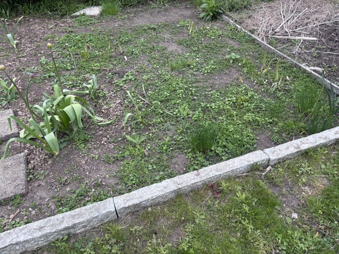 Rensat sparrisland med bortflyttade Allium-växter. Marken är delvis täckt av gröna växter och omgivs av en stenläggning.
