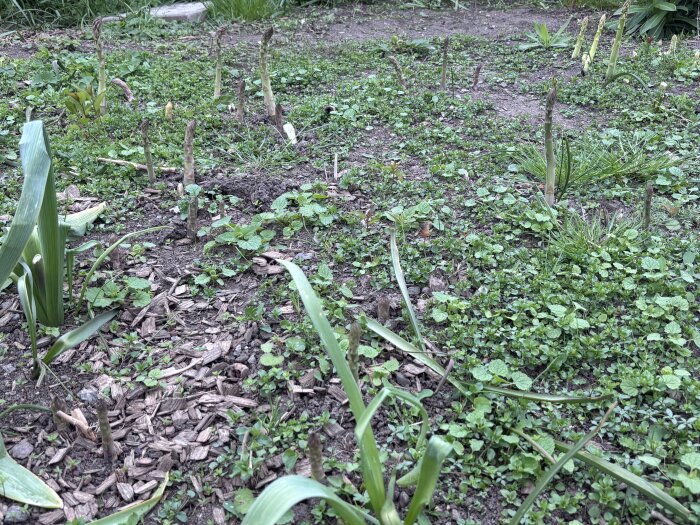 Sparrisland före rensning, med synliga sparrisskott och ogräs som täcker jorden.