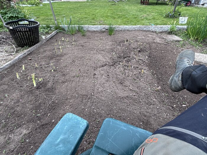 Rensat sparrisland med nysatta sparrisskott, omgiven av en korg och grönsaksplantering; person i arbetsskor sitter vid kanten.