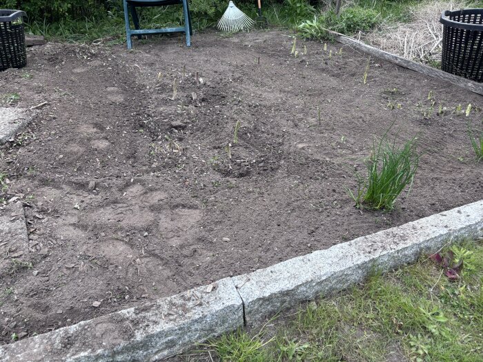 En rensad sparrisodling med några gröna skott och en skottkärra i bakgrunden, omgiven av grusgång och gräsmatta.