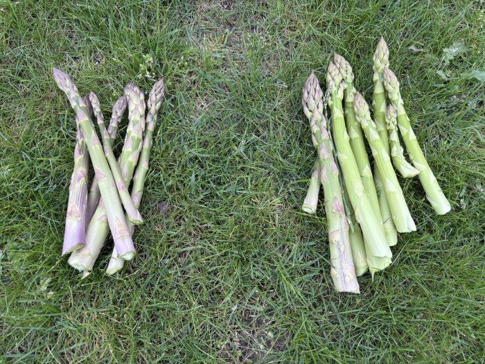 Nyskördad sparris från trädgården ligger på gräset i två högar.