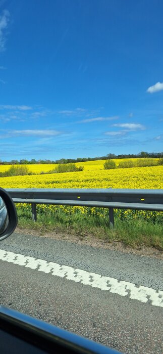 Gul rapsfält sedd från en bilväg med klarblå himmel och några träd i bakgrunden.