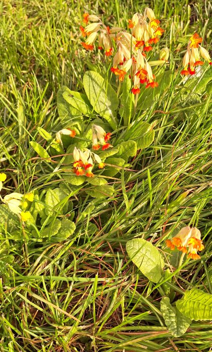 Gullvivor i gräs, med gula och orange blommor och gröna blad.