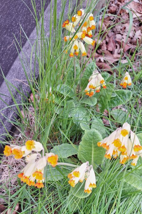 Gullvivor växer vid vägkanten, omgivna av gräs och löv. Blommorna har gula och orangea kronblad.