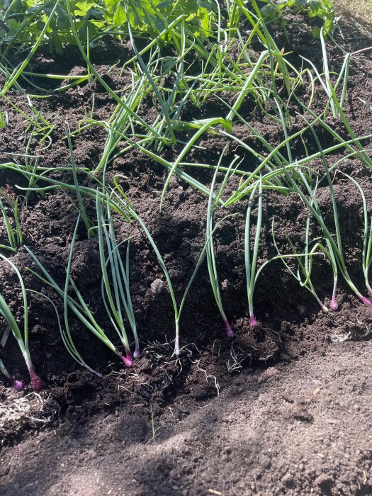 Lökskott planterade i rader i jord, tagna i solljus i en trädgård. Grönska i bakgrunden.