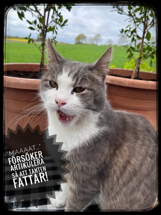 Katt jamar vid kruka med växter, textbubbla säger "Maat" artikulerar så tanten fattar. Trädgård i bakgrunden.