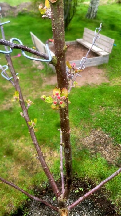 Äppelträd med små, bruna, ihopskrumpna löv och knoppar, delvis omgiven av metallstöd.