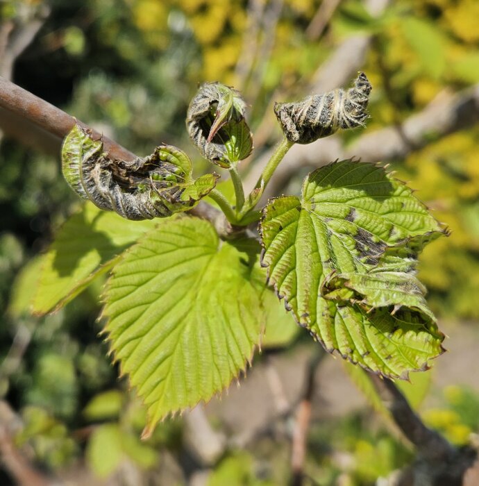 Näsduksträdets blad med frostskador efter en natt med minusgrader.