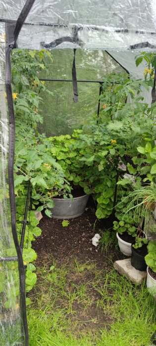 Växthus med pelargoner och tomatplantor, omgiven av grönska och byggd av återvunnet material.