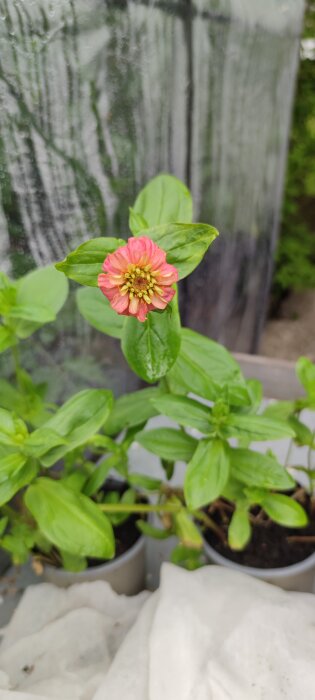 Grön växt med rosa blomma i fokus, omgiven av frodiga blad, mot en bakgrund som ser ut som ett växthus.