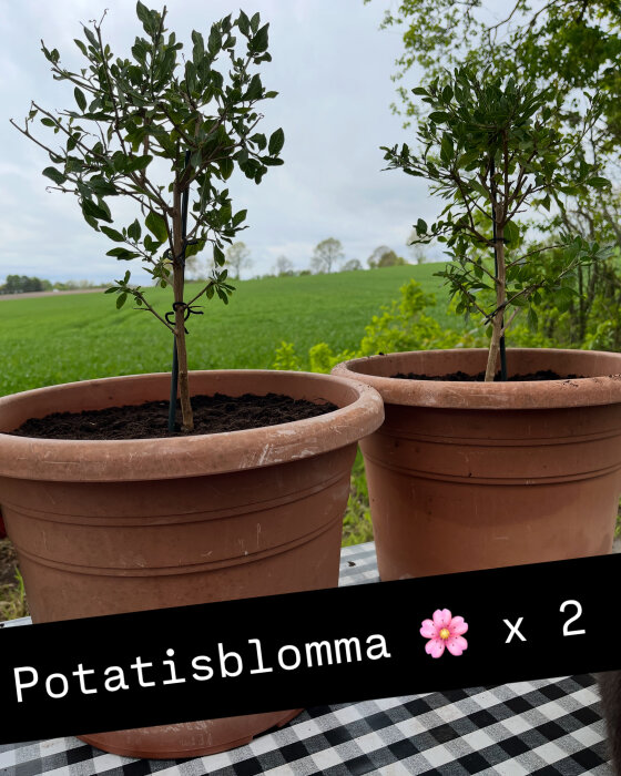 Två planterade potatisblommor i terrakottakrukor på en svartvit-rutig duk, med en grönskande fältsvy i bakgrunden.
