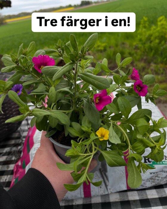 En hand håller en kruka med blommor i tre färger: rosa, gul och lila, mot en bakgrund av grönska och jordpåsar.