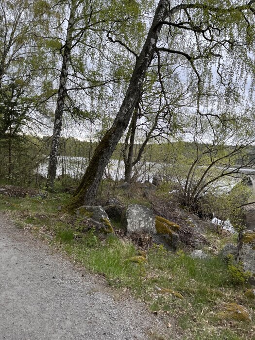 Grusväg omgiven av björkar och stenar med mossa, bredvid en sjö med skog i bakgrunden.