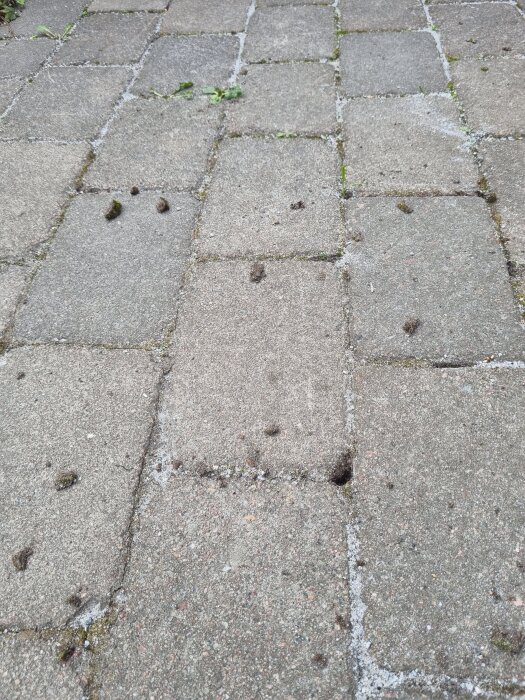 Stenbelagd gångväg med flera små hål och sprickor mellan stenarna, omgiven av grus och mossa.