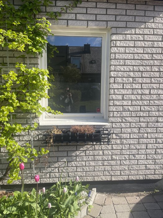 Fönster på fasad av tegel med blomsterlåda under, omgivna av klättrande växter; diskussion om att minska fönstrets höjd för köksrenovering.