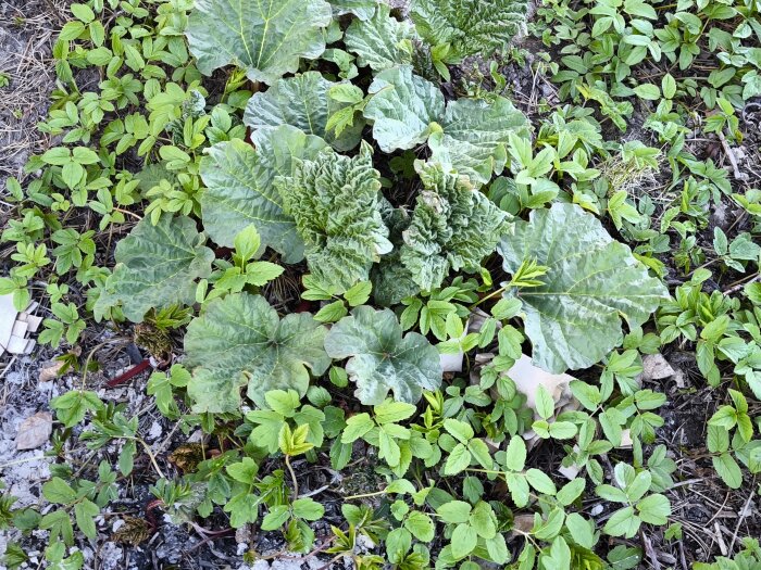 Rabarberplantor med stora gröna blad växer bland mindre ogräs i trädgården.