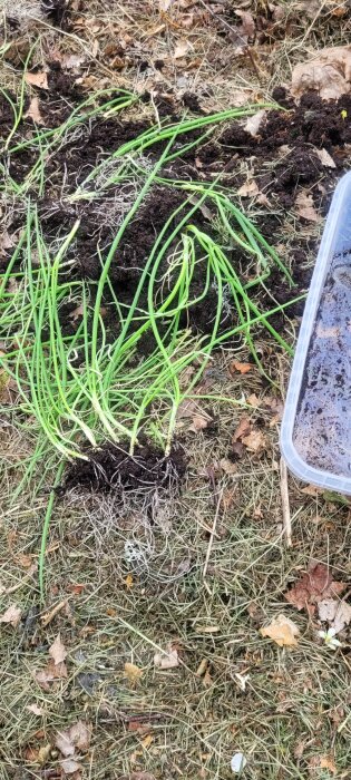 Frösådda gula lökar ligger på marken med jord, redo att planteras i trädgården.