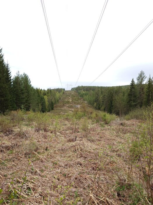 Kraftledningar över en skogsglänta med barrträd längs sidorna, marken är täckt av gräs och buskar.