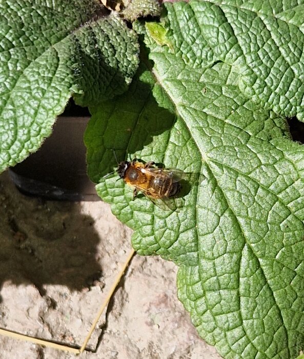 Insekt på ett grönt blad, myra som gör oregelbundna hål i bladen.